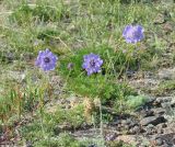 Scabiosa comosa