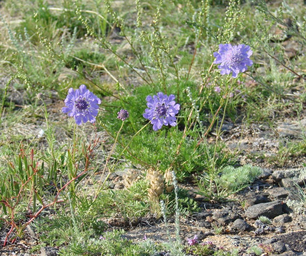 Изображение особи Scabiosa comosa.