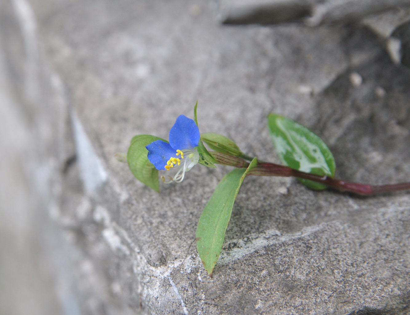 Изображение особи Commelina communis.