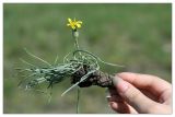 Scorzonera austriaca. Цветущее растение. Республика Татарстан, Бавлинский р-н, г. Бавлы. 13.05.2010.