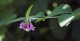 Symphoricarpos albus variety laevigatus. Верхушка цветущего побега. Пермский край, г. Пермь, Мотовилихинский р-н, озеленение у административного здания. 18.07.2017.
