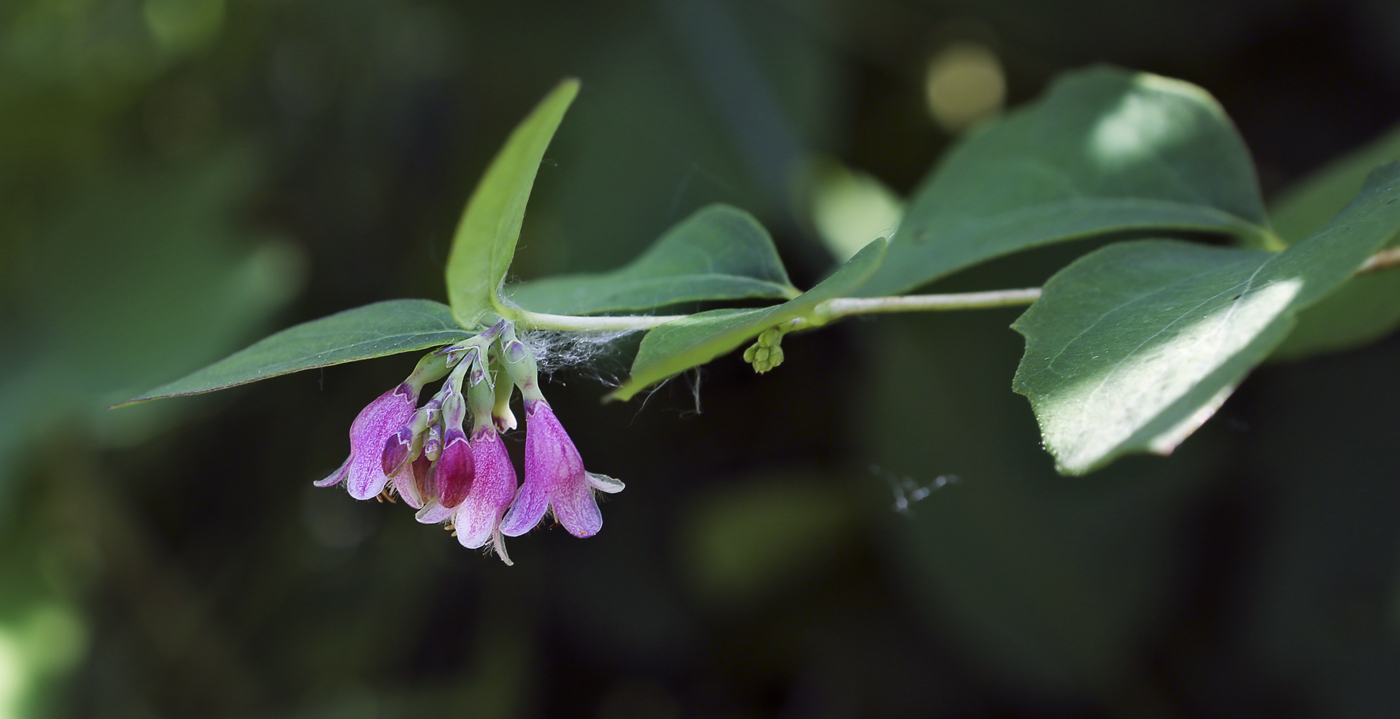 Изображение особи Symphoricarpos albus var. laevigatus.