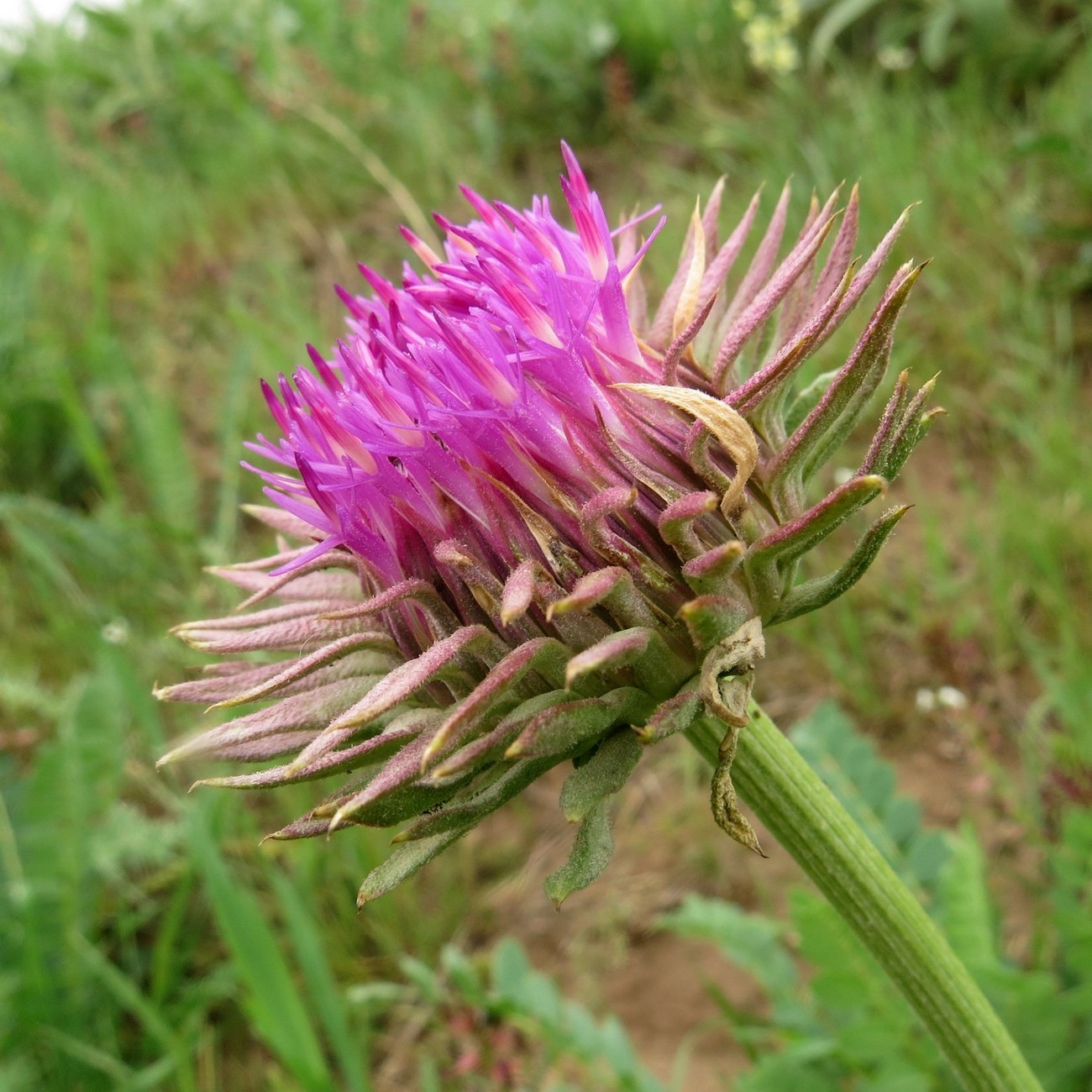 Изображение особи Jurinea bipinnatifida.