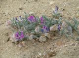 Oxytropis lanata