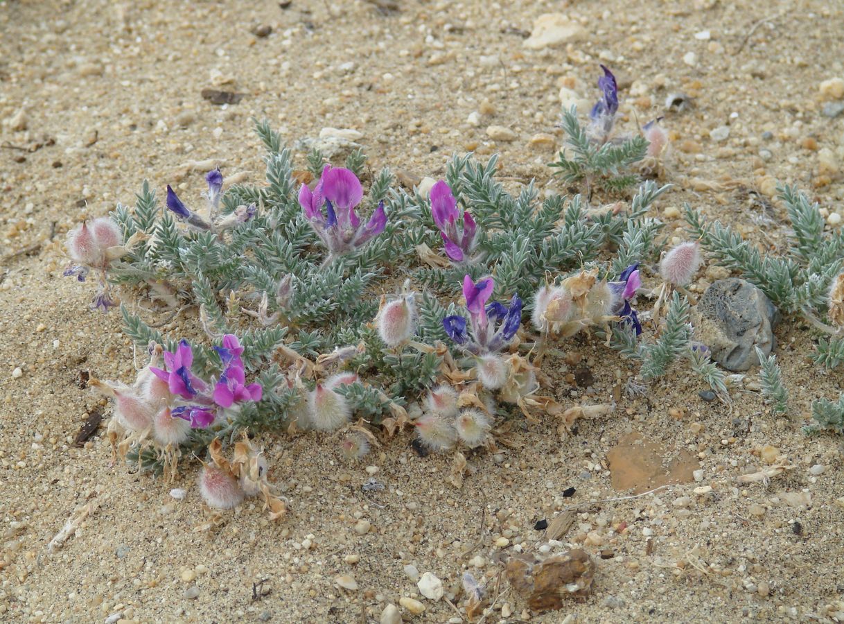 Изображение особи Oxytropis lanata.