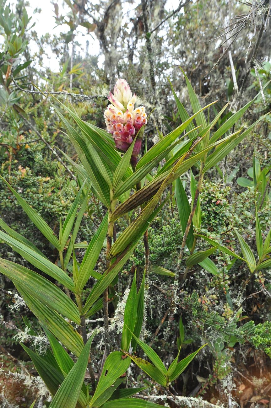 Изображение особи Elleanthus strobilifer.