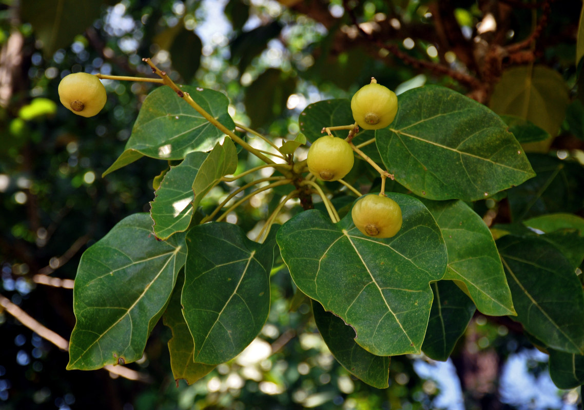 Изображение особи Hernandia nymphaeifolia.