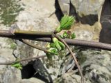 Staphylea pinnata. Часть ветви с молодыми побегами и отмершим побегом со спороношениями микромицетами. Краснодарский край, Абинский р-н, окр. пос. Новый, близ скал Новых. 05.04.2018.