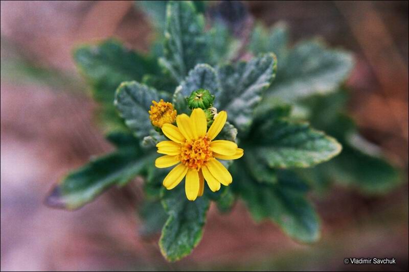 Изображение особи Senecio grandidentatus.