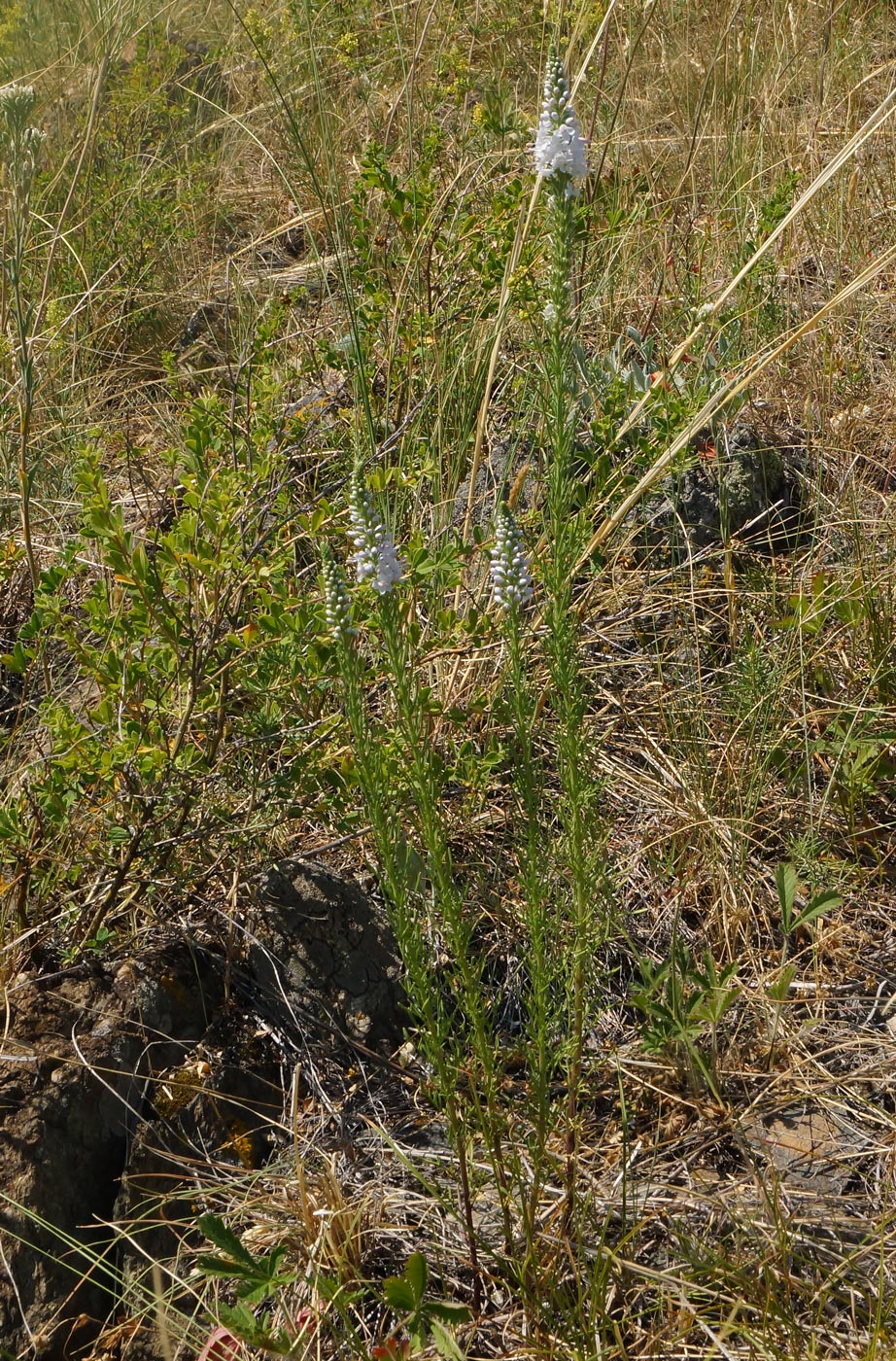 Image of Veronica pinnata specimen.