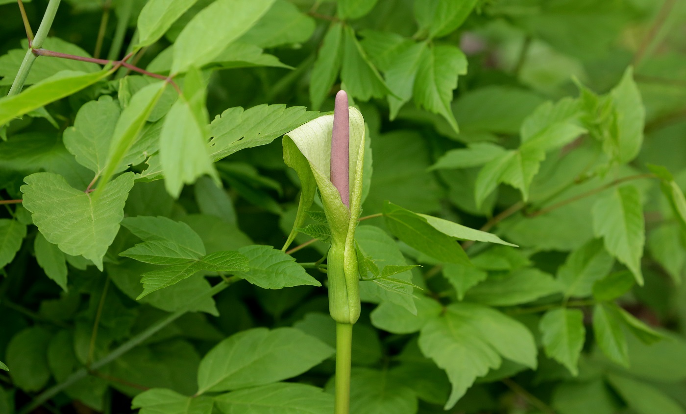 Image of Arum korolkowii specimen.