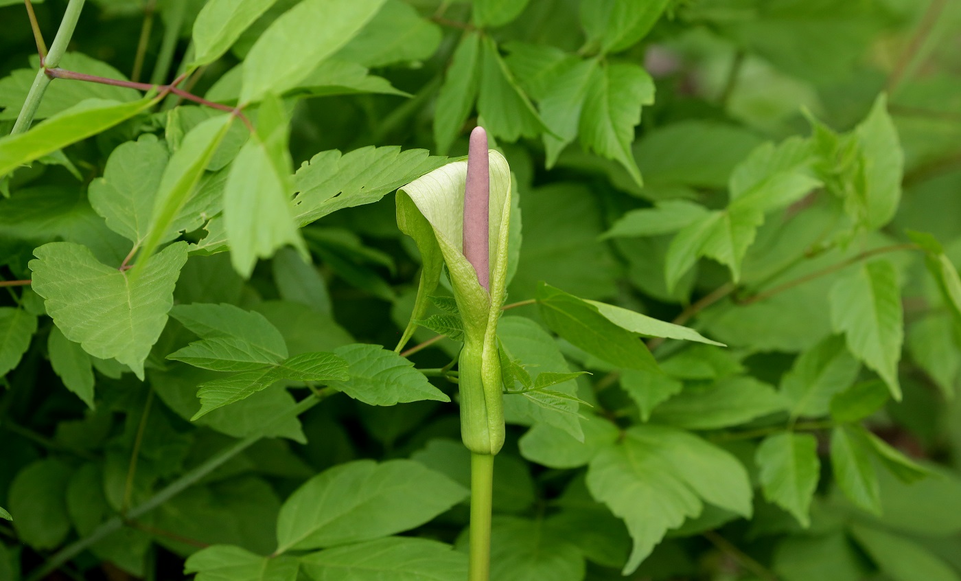 Изображение особи Arum korolkowii.