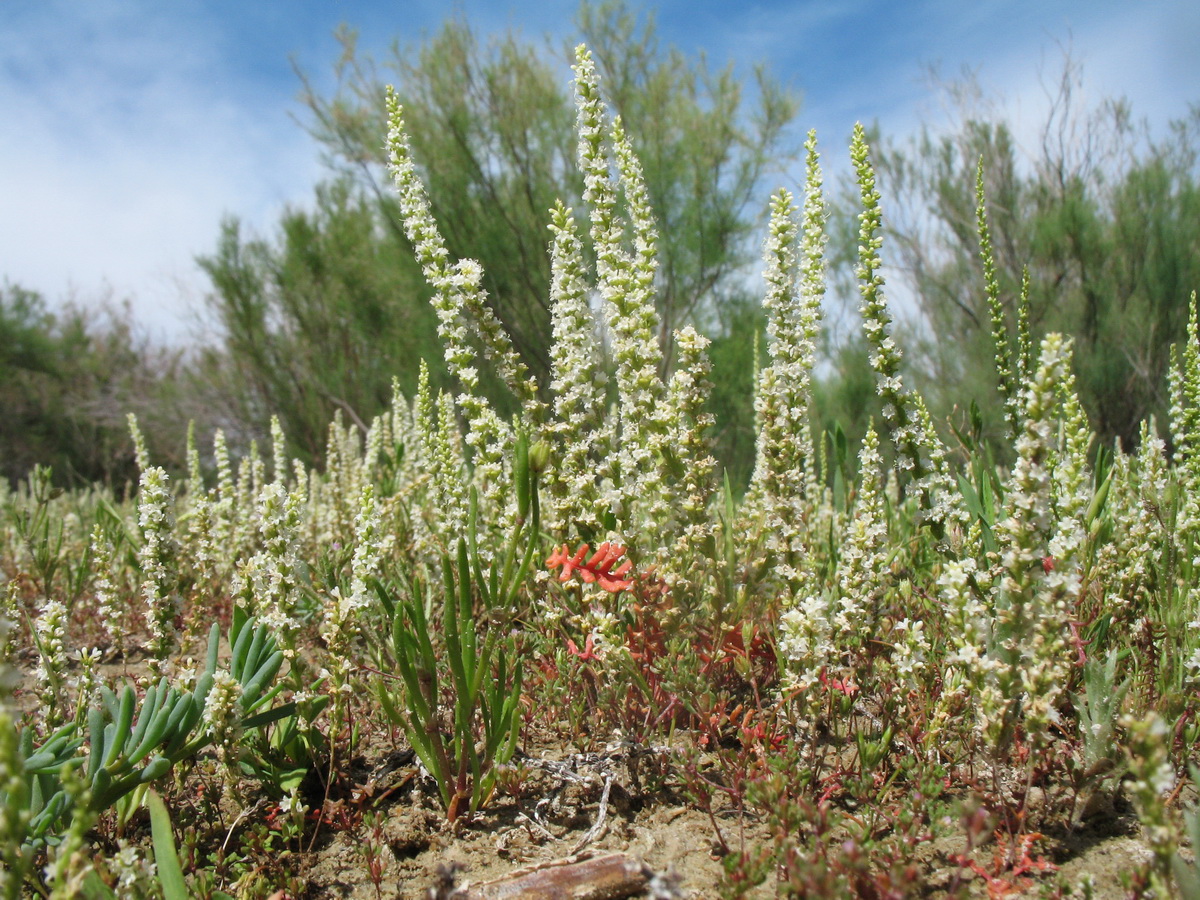 Изображение особи Psylliostachys leptostachya.