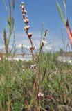 Polygonum pulchellum. Соцветия. Крым, Керченский п-ов, оз. Кояшское, песчано-ракушечная коса. 4 июня 2018 г.