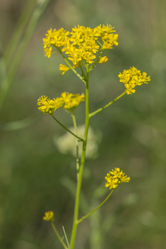 Изображение особи Isatis campestris.