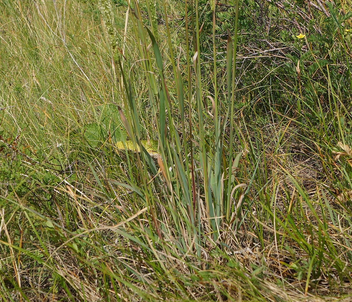 Image of Phleum phleoides specimen.