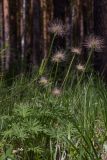 Pulsatilla uralensis. Плодоносящее растение. Свердловская обл., окр. г. Заречный, урочище Черемшанское болото, окр. горы Хрустальная горка, опушка берёзово-соснового леса. 19.06.2018.