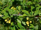 Berberis sphaerocarpa