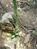 Arabis sagittata. Нижняя часть растения. Крым, Ялта, ущелье Уч-Кош. 30.05.2010.