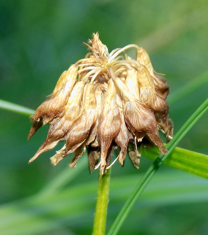 Изображение особи Trifolium repens.