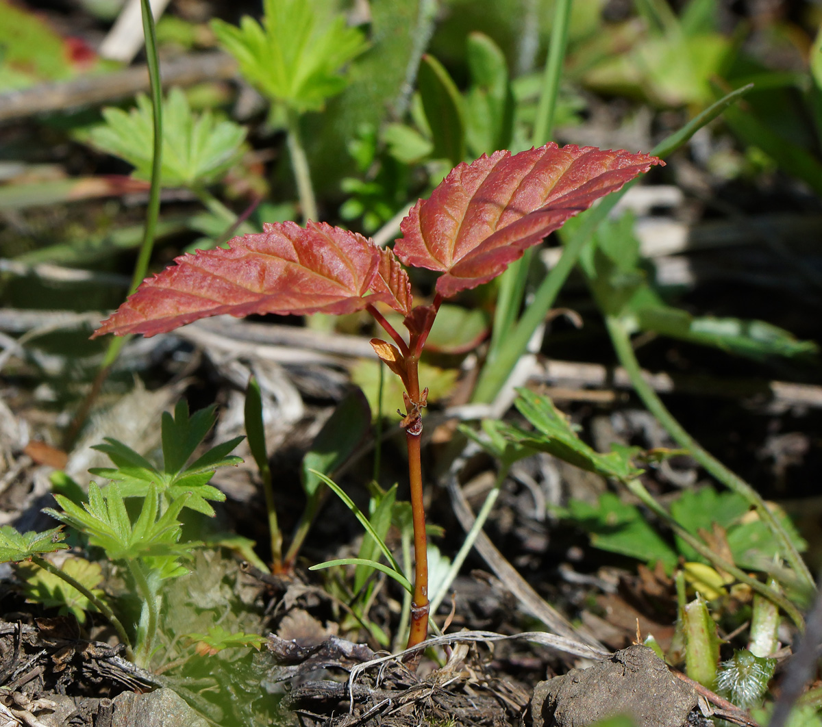 Изображение особи Acer tataricum.