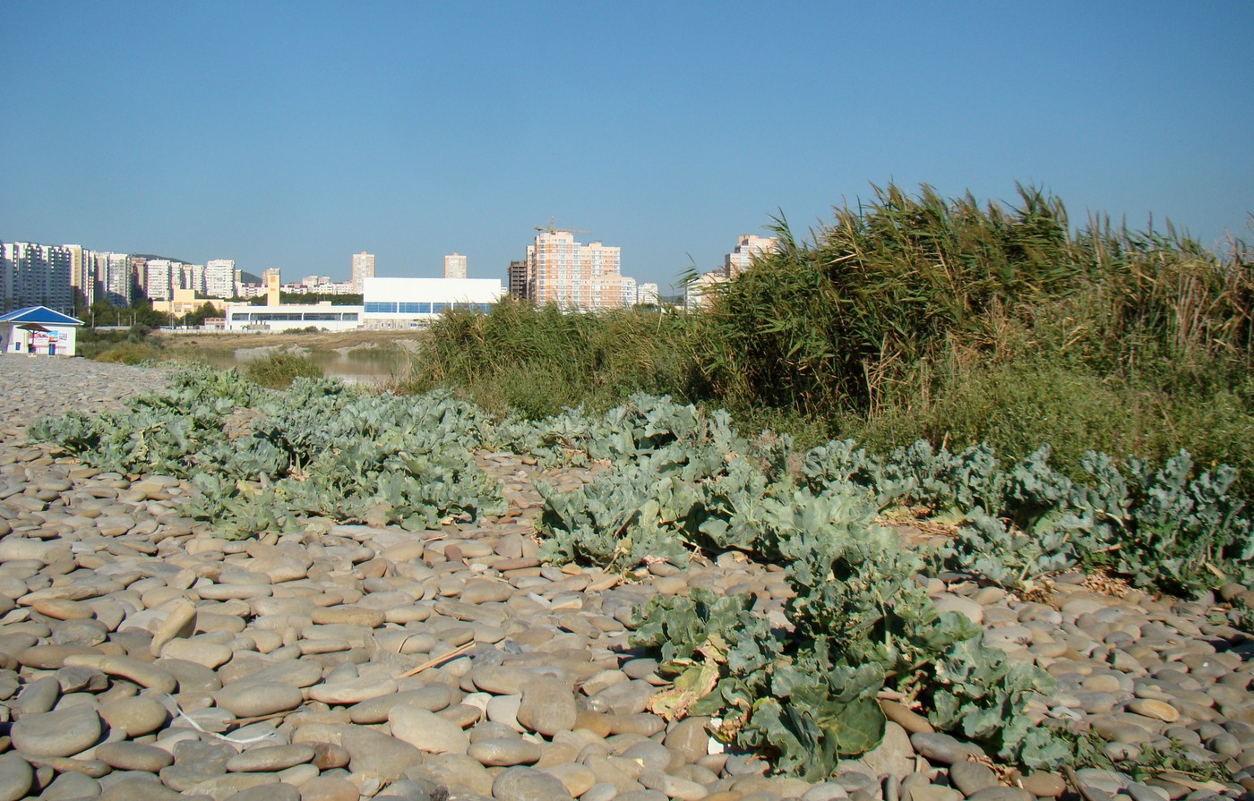 Изображение особи Crambe maritima.