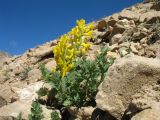 Corydalis gortschakovii. Цветущее растение. Кыргызстан, Зап. Тянь-Шань, Таласский Алатау, северная (таласская) сторона пер. Кара-Буура, ≈ 3200 м н.у.м., пригребневой каменистый склон зап. экспозиции. 17 июля 2018 г.