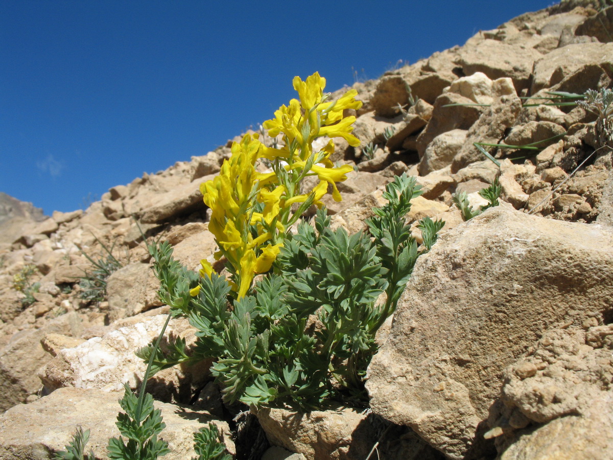 Изображение особи Corydalis gortschakovii.