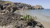 Limonium scoparium. Вегетирующее растение с прошлогодними засохшими генеративными побегами. Крым, Керченский п-ов, Приазовье, Генеральские пляжи, на скале вблизи уреза воды. 10.06.2018.