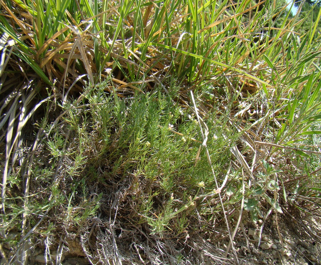 Image of genus Asperula specimen.