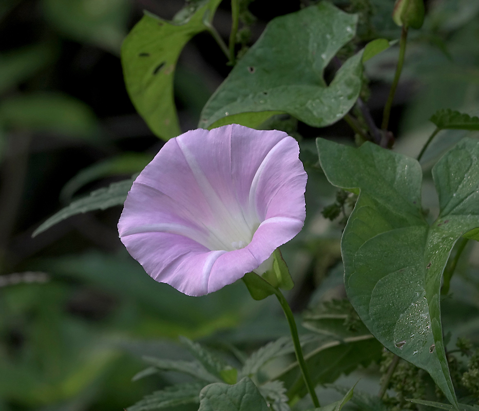 Изображение особи Calystegia inflata.