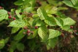 Rubus nessensis. Верхушки побегов с созревающими плодами. Ленинградская обл., Всеволожский р-н, окр. дер. Лаппелово, очищенная от деревьев полоса между ж.-д. путями и смешанным лесом. 24.07.2018.