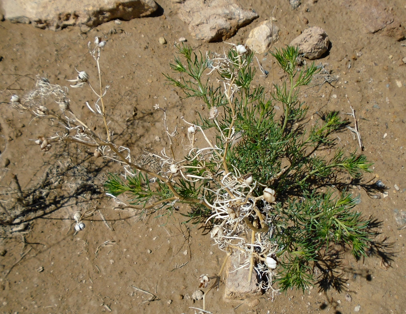 Image of Peganum harmala specimen.