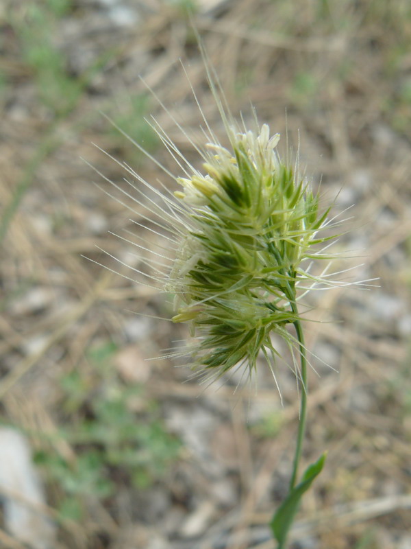 Image of Cynosurus echinatus specimen.