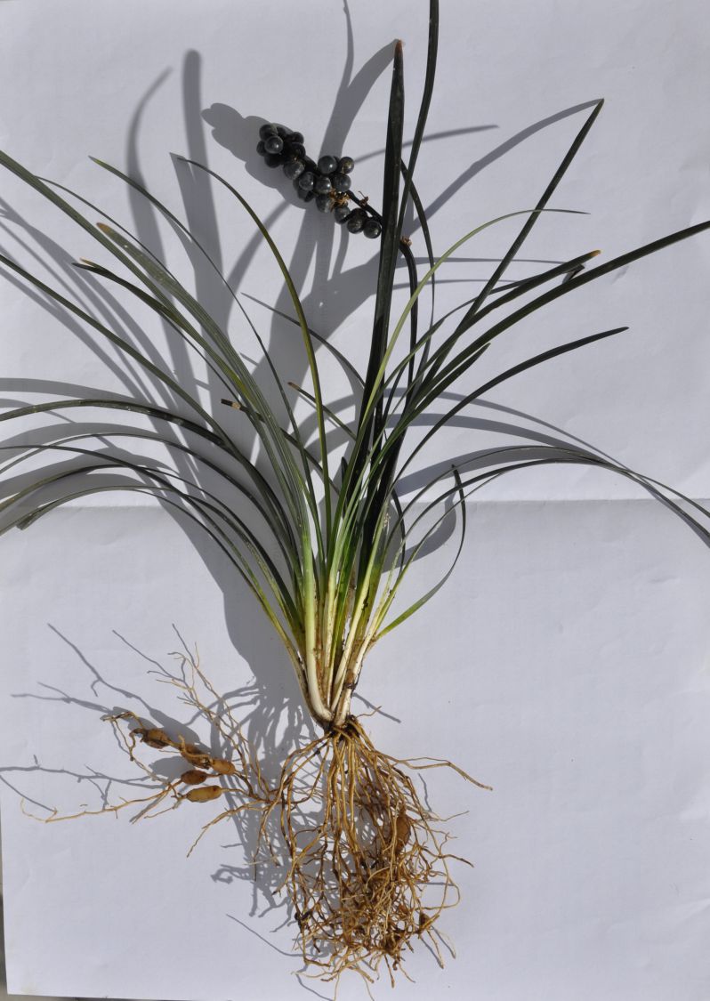 Изображение особи Ophiopogon planiscapus.