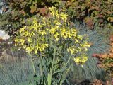 Brassica variety viridis