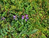 Astragalus subpolaris