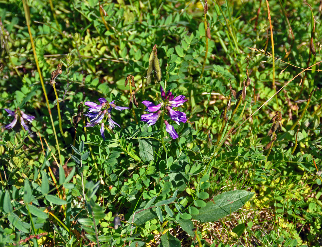 Image of Astragalus subpolaris specimen.