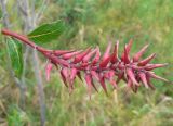 род Salix