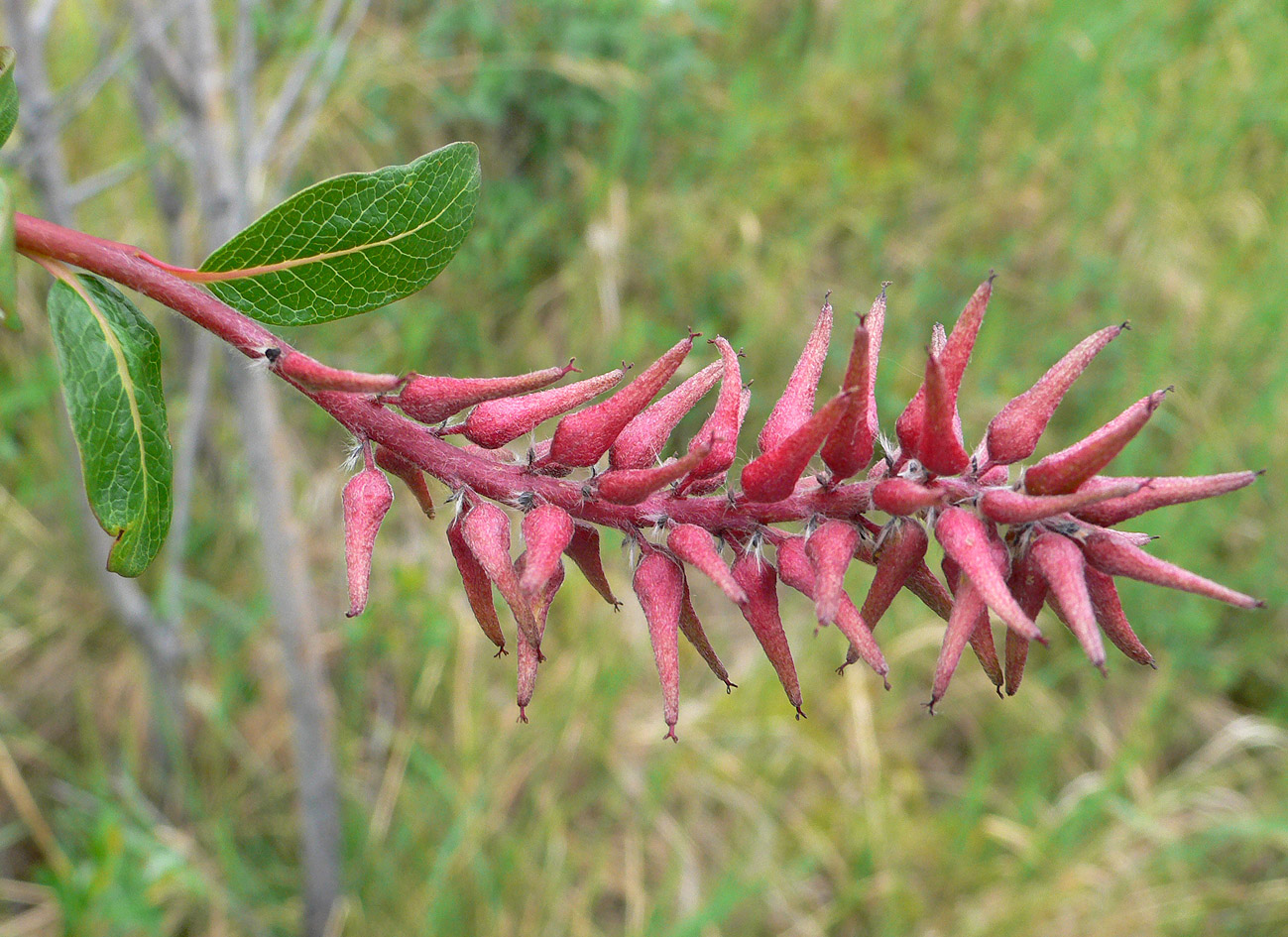 Image of genus Salix specimen.