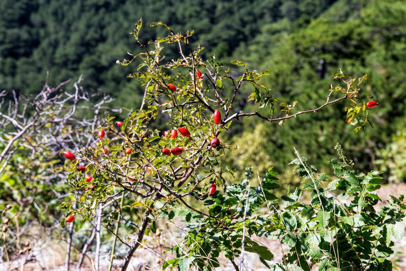 Image of genus Rosa specimen.