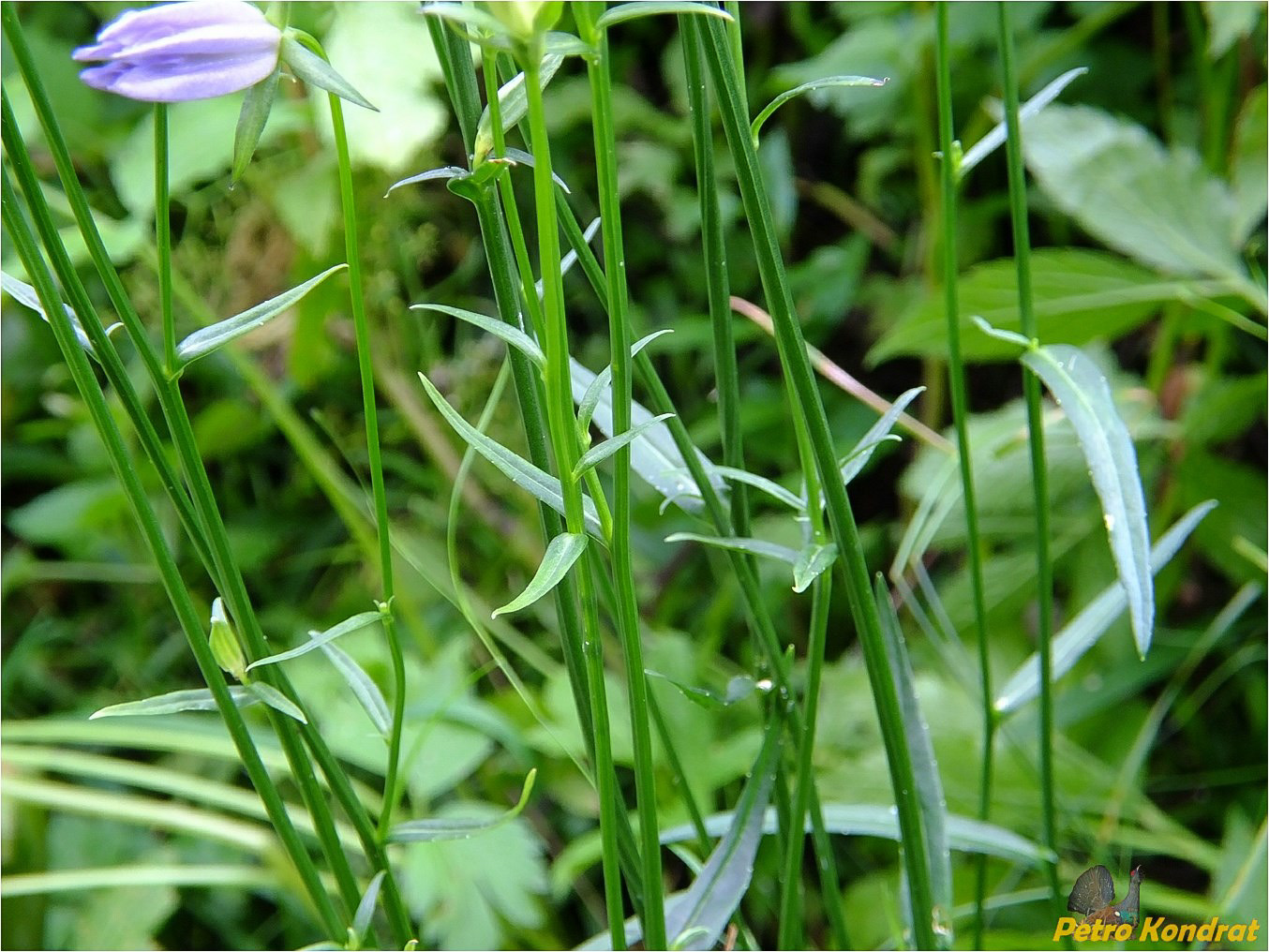 Image of Campanula persicifolia specimen.