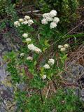 Spiraea media