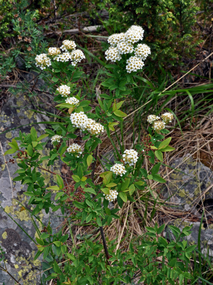 Image of Spiraea media specimen.