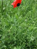 Papaver commutatum. Цветущее растение. Северная Осетия, север Осетинской равнины, холмы на правом берегу р. Урсдон. 09.05.2010.