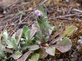 Antennaria dioica. Расцветающее растение. Свердловская обл., окр. г. Североуральск, окр. известнякового карьера, высокий скалистый берег канала Дублёр, поляна в сосново-еловом лесу. 12.06.2018.