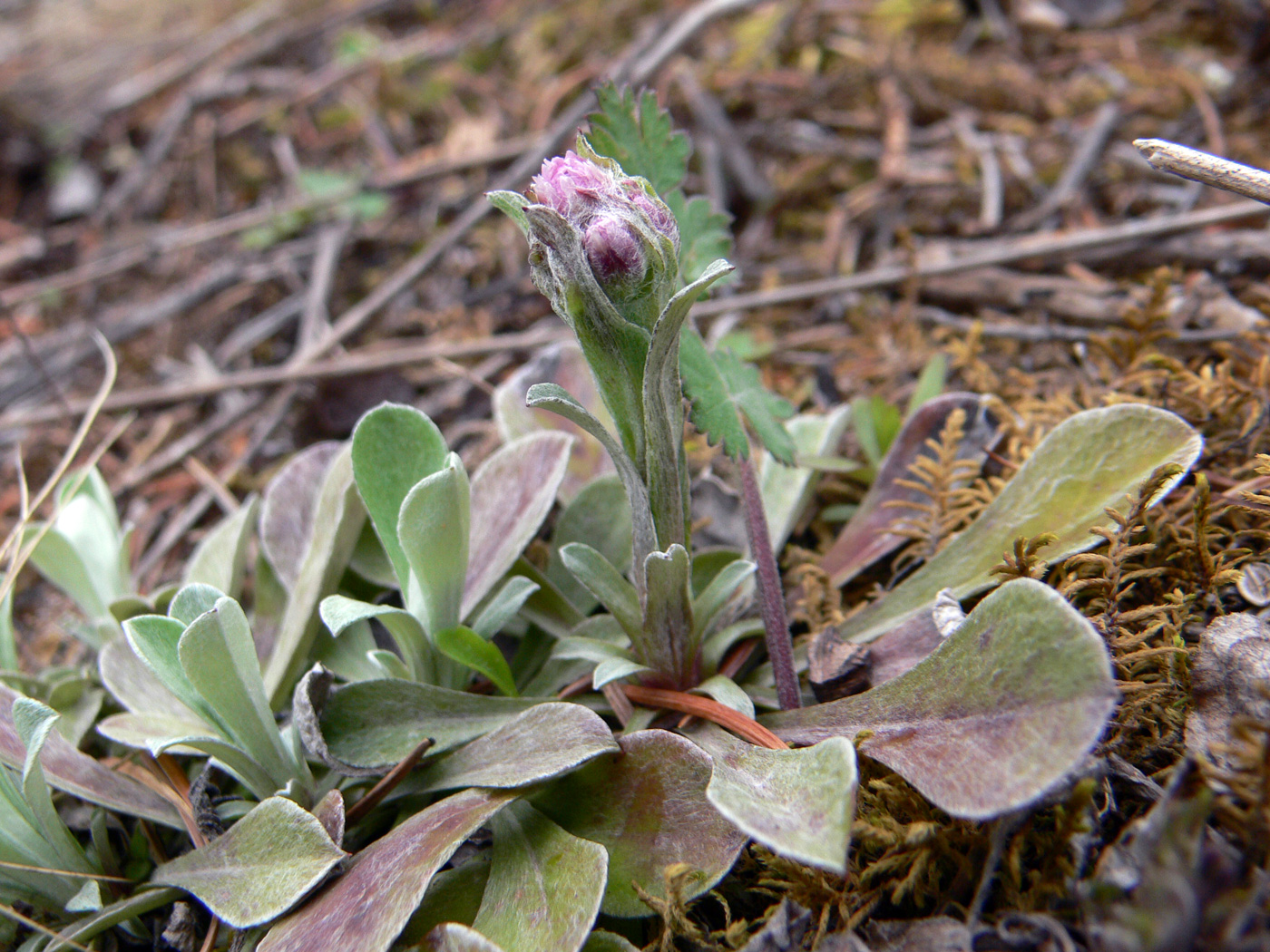 Изображение особи Antennaria dioica.