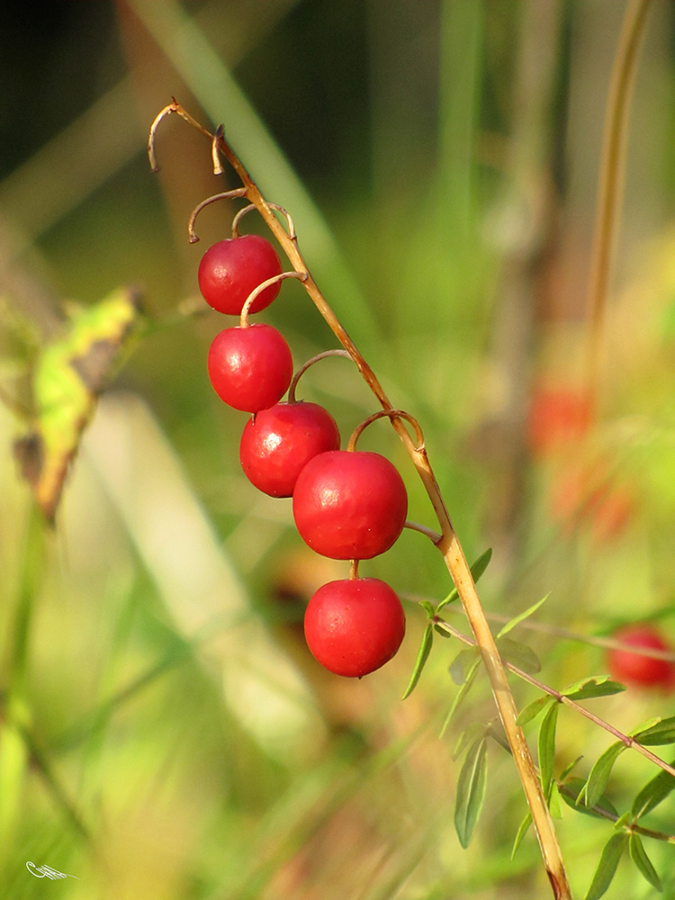 Изображение особи Convallaria majalis.