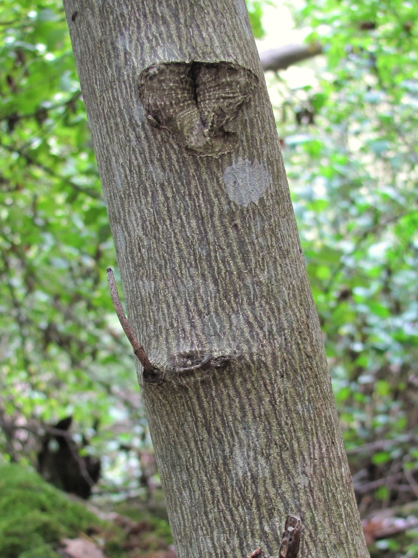 Изображение особи Staphylea pinnata.