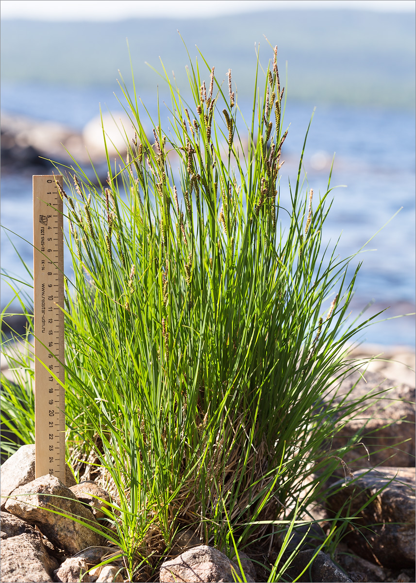 Image of genus Carex specimen.